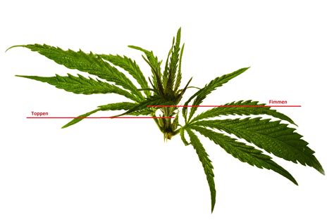fimmen wietplant